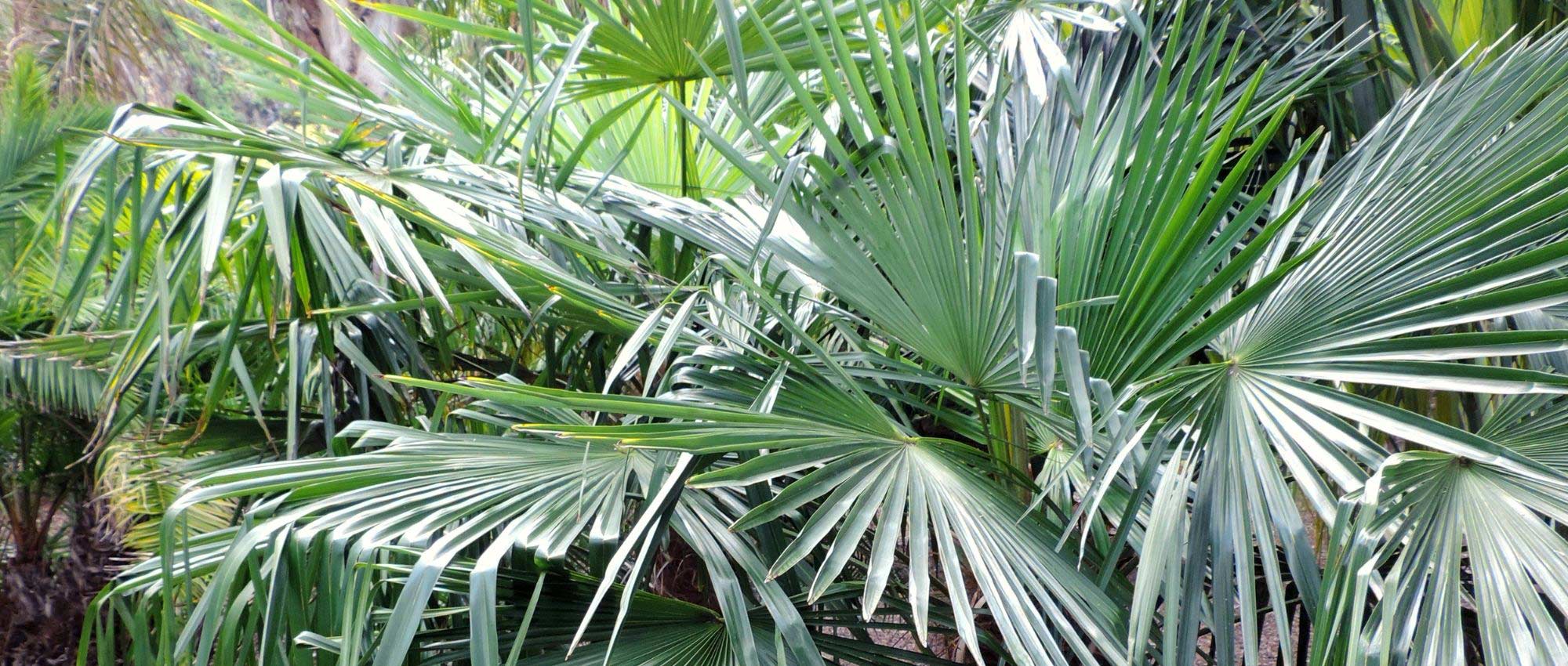 Trachycarpus, Palmito elevado: plantar, cultivar y mantener
