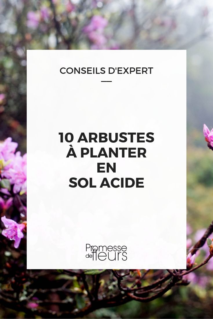 arbustos para suelos ácidos o tierra de brezo