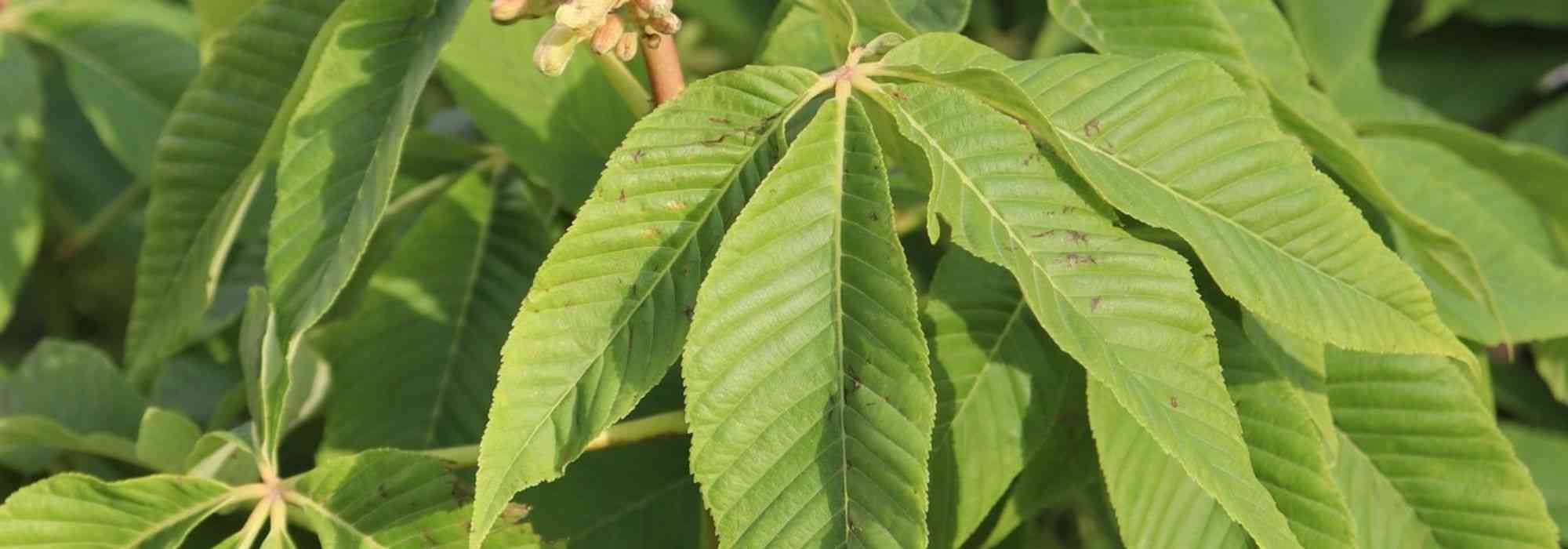 10 arbustos o árboles pequeños para un suelo pesado y húmedo