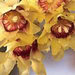 Chimonanthe, Chimonanthus praecox: Plantación, cultivo, poda