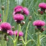 Cardo, Cirsium: plantar, cultivar, cuidar