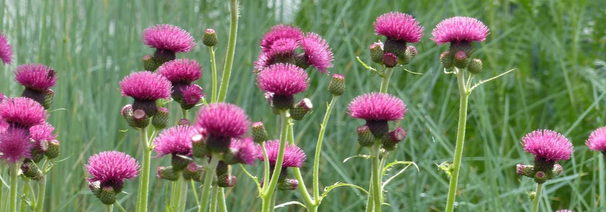 Cardo, Cirsium: plantar, cultivar, cuidar