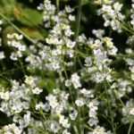 Crambe, Col marina o Nuage: plantar, cultivar, cuidar