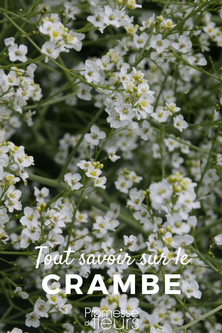 col marítimo: todo lo que necesitas saber