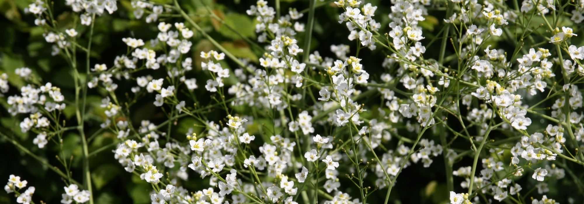 Crambe, Col marina o Nuage: plantar, cultivar, cuidar