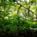 He probado para ti: una formación en permacultura.