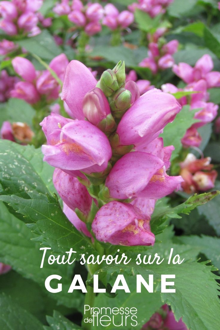 Galane, Chelone obliqua: plantar, cultivar