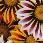 Gazania: sembrar, plantar y cuidar