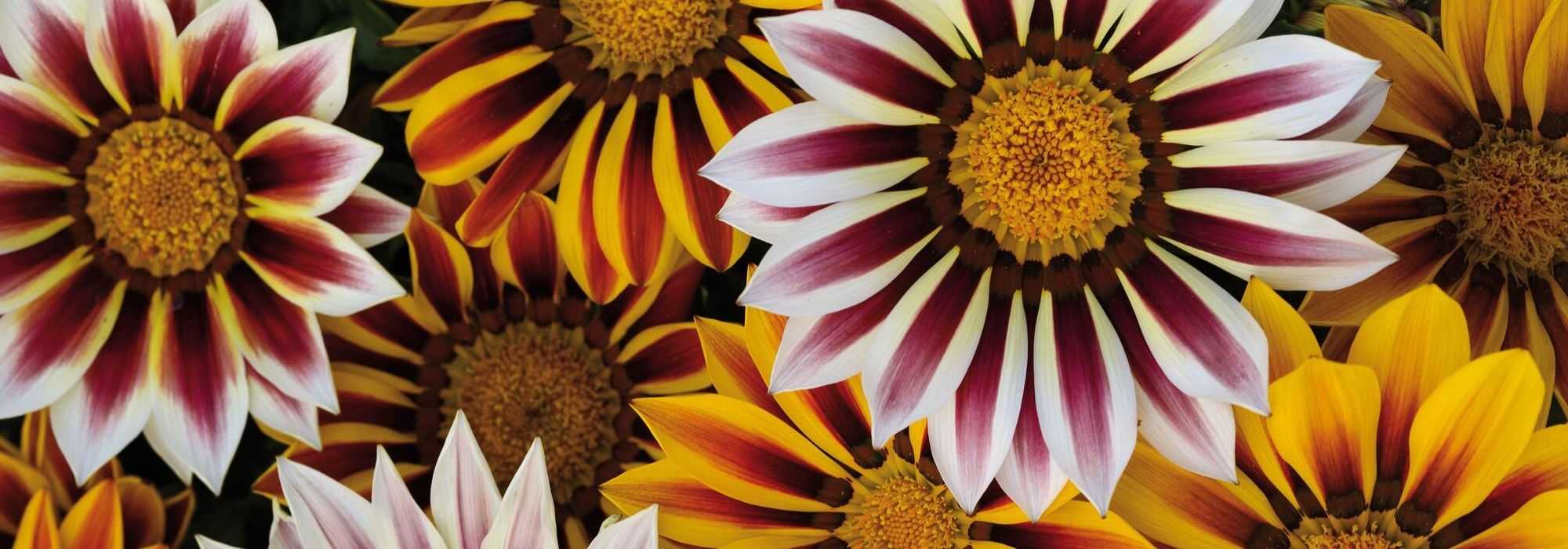 Gazania: sembrar, plantar y cuidar