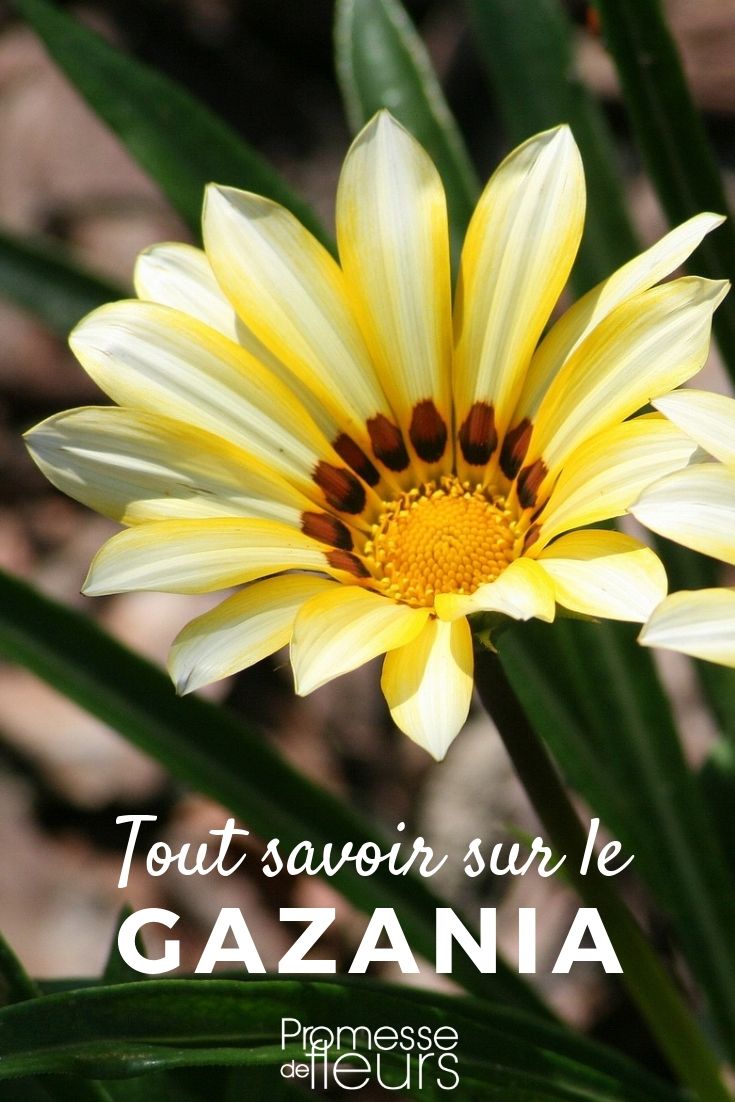 **Gazania: plantar, sembrar y cuidar**

**Plantar Gazania**  
Las Gazanias son plantas resistentes y coloridas que prosperan en suelos bien drenados y lugares soleados. Para plantarlas, elige un lugar con al menos 6 horas de sol directo al día. Prepara el suelo mezclándolo con arena o grava para mejorar el drenaje, ya que las Gazanias no toleran el exceso de humedad. Plántalas a una distancia de 20-30 cm entre cada una para permitir un crecimiento adecuado.

**Sembrar Gazania**  
Si prefieres sembrar Gazanias, puedes hacerlo directamente en el jardín después de la última helada o en semilleros durante el invierno. Siembra las semillas superficialmente, ya que necesitan luz para germinar. Mantén el suelo ligeramente húmedo y coloca los semilleros en un lugar cálido (alrededor de 20°C). La germinación suele tardar entre 7 y 14 días. Una vez que las plántulas tengan varias hojas, trasplántalas al exterior.

**Cuidar Gazania**  
Las Gazanias son plantas de bajo mantenimiento. Riega moderadamente, permitiendo que el suelo se seque entre riegos. Evita el exceso de agua para prevenir la pudrición de las raíces. Durante la temporada de crecimiento, aplica un fertilizante equilibrado cada 4-6 semanas para estimular la floración. Retira las flores marchitas para fomentar una floración continua. En invierno, protege las Gazanias del frío intenso o cultívalas como plantas anuales en climas más fríos.

Con estos sencillos pasos, disfrutarás de las vibrantes flores de Gazania en tu jardín durante toda la temporada. ¡Una verdadera explosión de color!