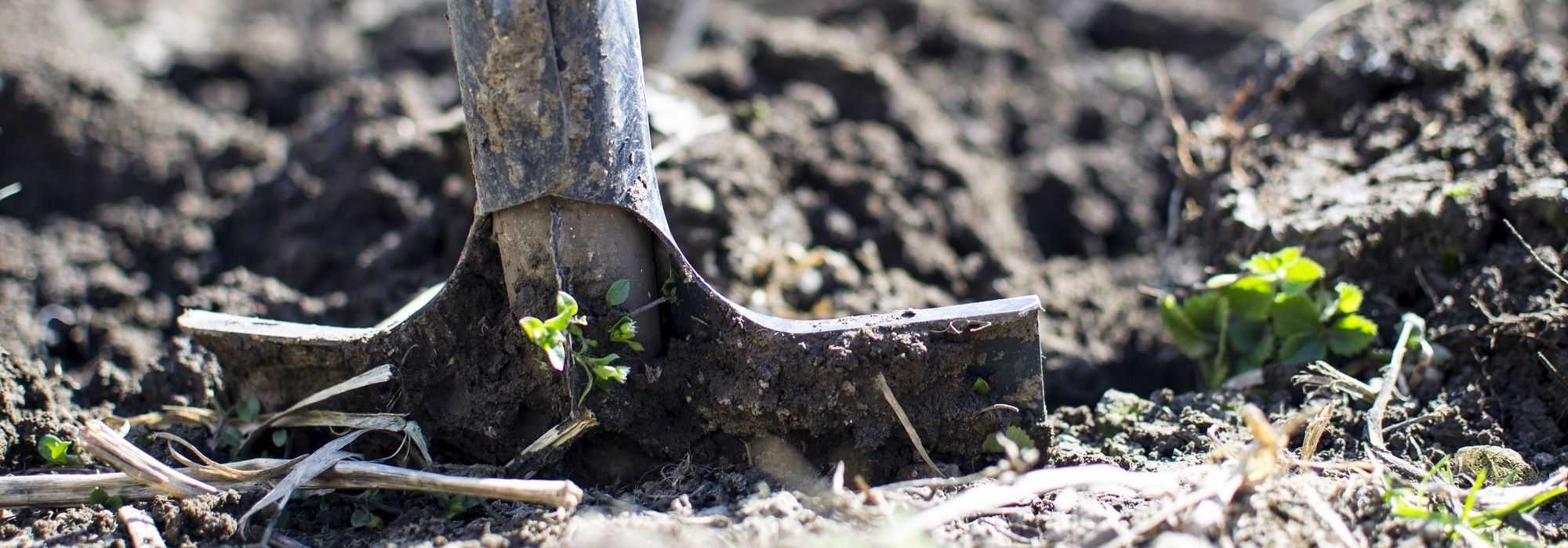 Cultivar en tierra pesada y húmeda