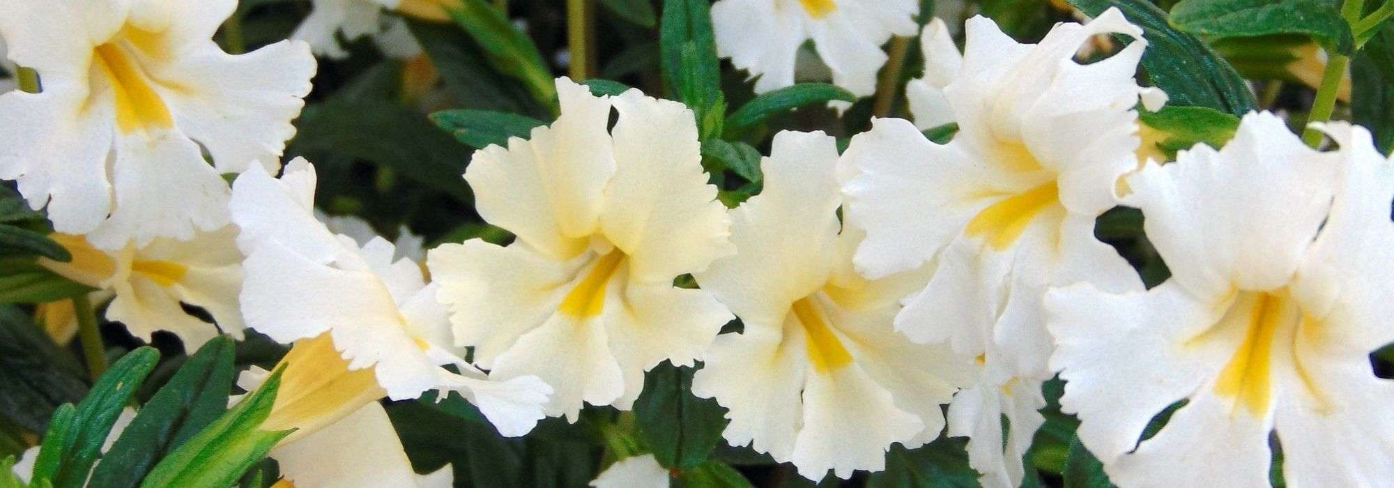 Mimulus, Mímulo: plantación, cuidado