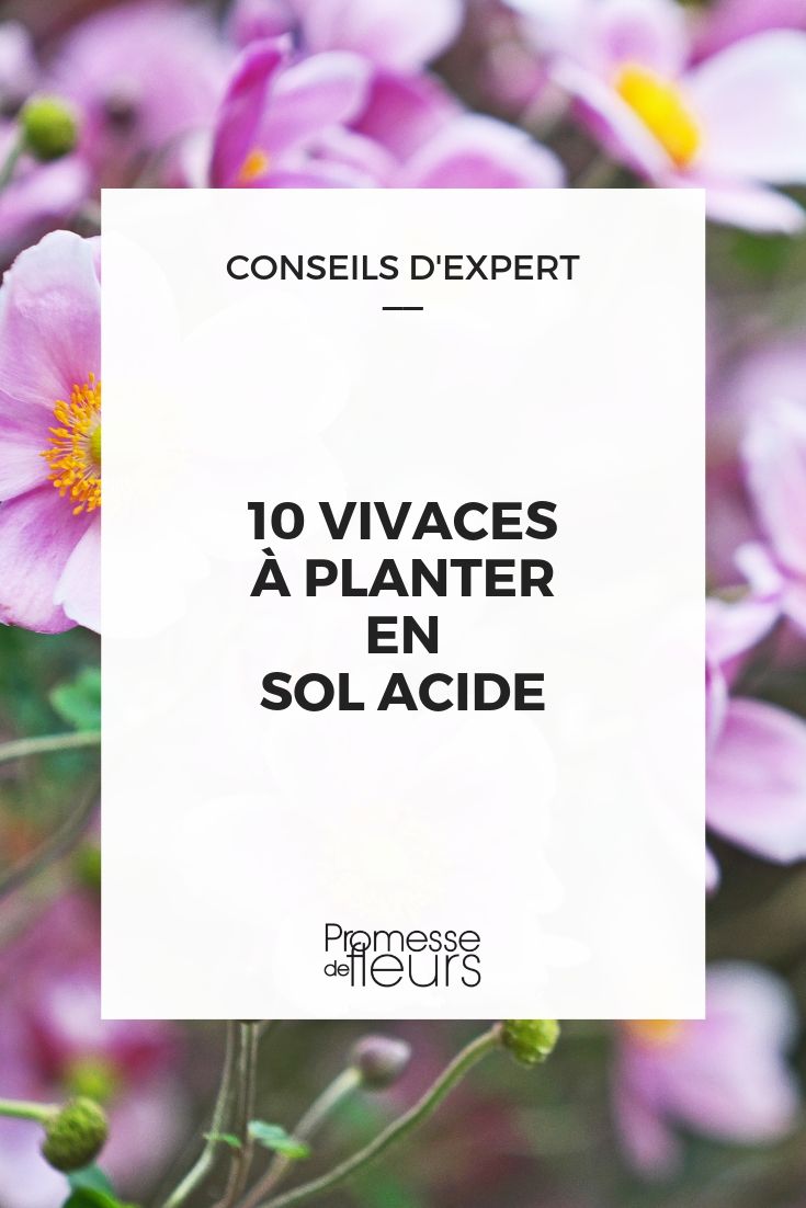 vivaces para tierra ácida