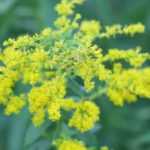 Solidago, Vara de oro: plantación, cultivo, mantenimiento