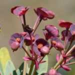 Euforbias: 7 ideas de asociaciones exitosas