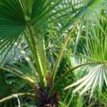 Washingtonia, Palmera de abanico: plantar, cultivar y cuidar
