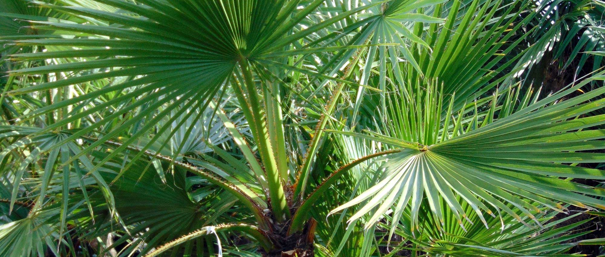Washingtonia, Palmera de abanico: plantar, cultivar y cuidar
