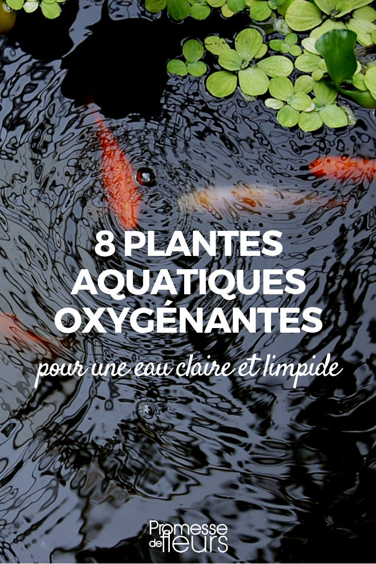 plantas oxigenantes para estanque