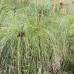 Papiro, Cyperus: plantar, cuidar