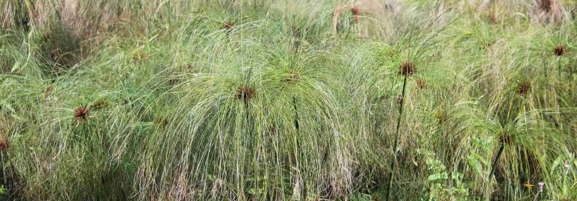 Papiro, Cyperus: plantar, cuidar