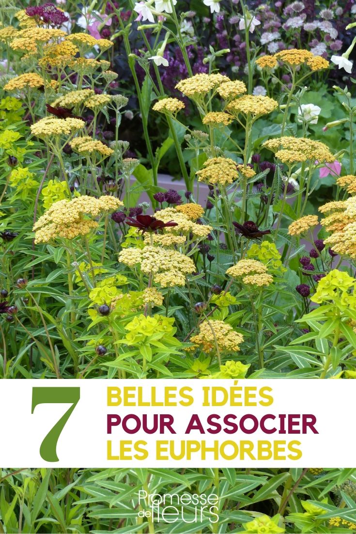 Ideas para combinar las euforbias