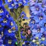 10 plantas perennes con flores azules que debes tener en tu jardín