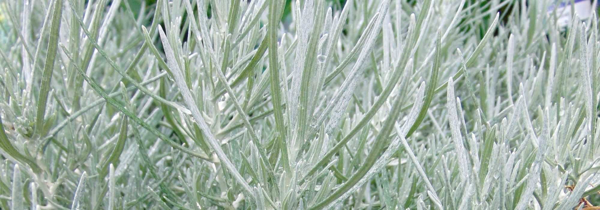 Helichrysum, planta curry, siemprevivas: sembrar, plantar, mantener