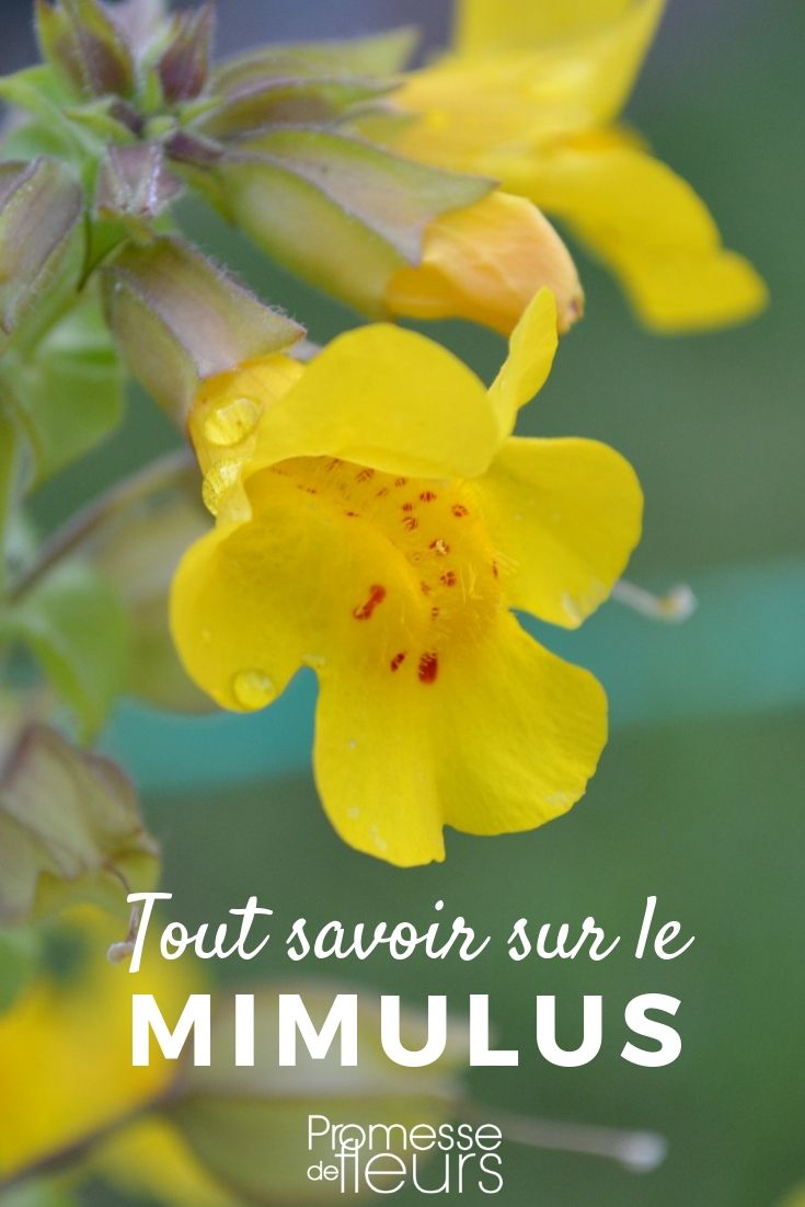 mímulo todo lo que necesitas saber