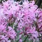 Nerine: plantación, cultivo, mantenimiento