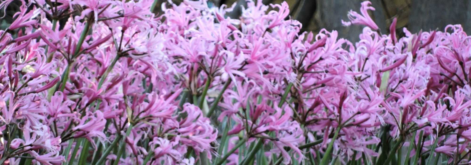 Nerine: plantación, cultivo, mantenimiento