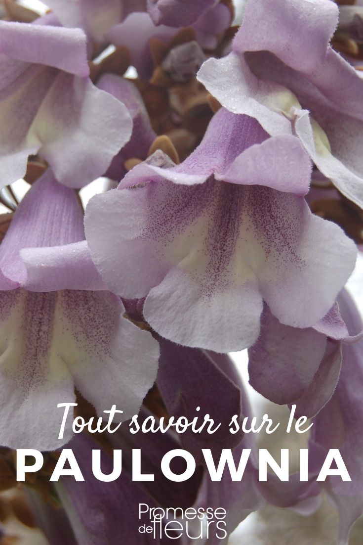 árbol imperial todo lo que necesitas saber