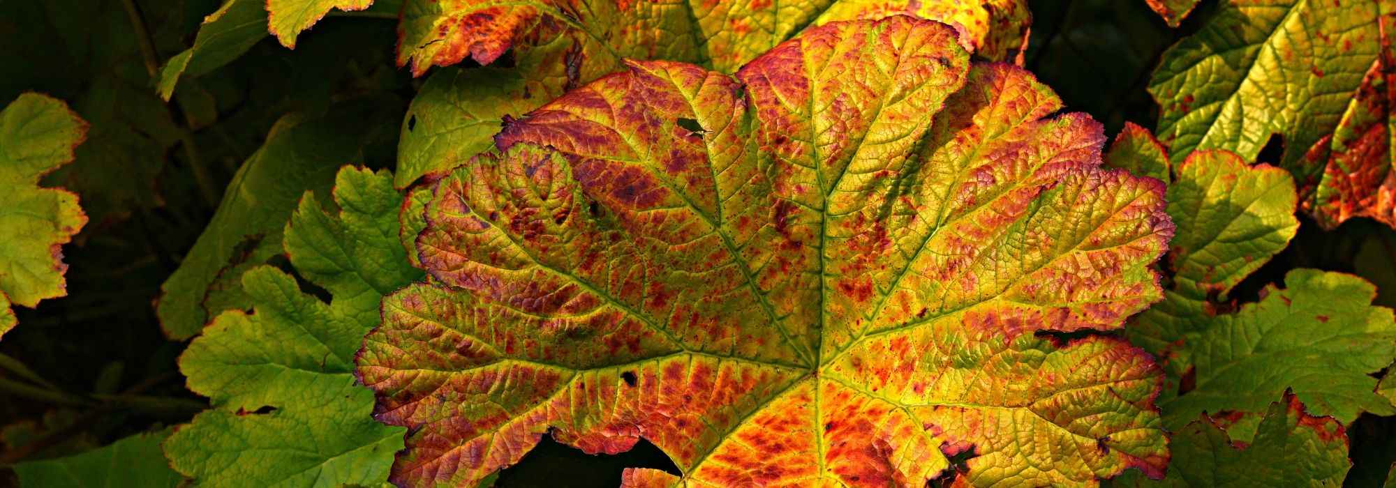 Petasites: Plantación, cultivo, mantenimiento