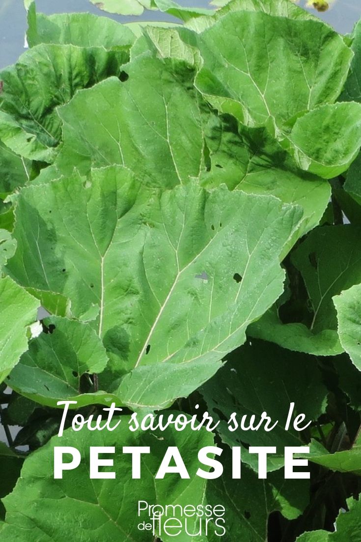 Pétasite