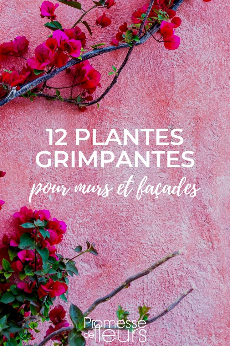 Plantas trepadoras para vestir muros y fachadas