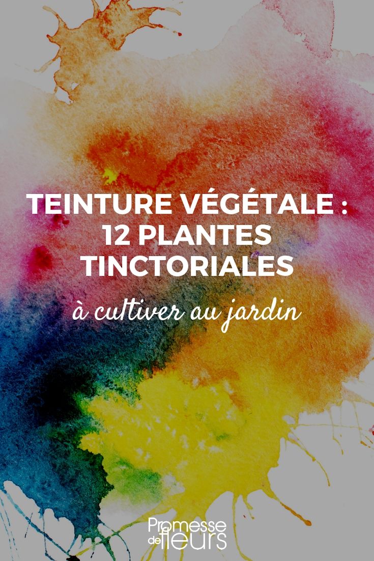 tintura vegetal: plantas tintóreas