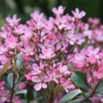 Rhaphiolepis: plantar, podar, cuidar