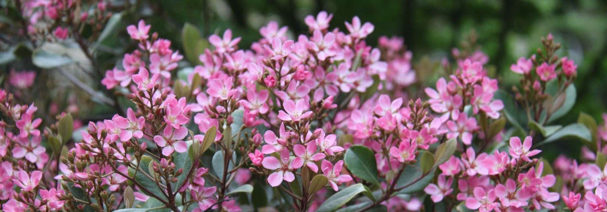 Rhaphiolepis: plantar, podar, cuidar