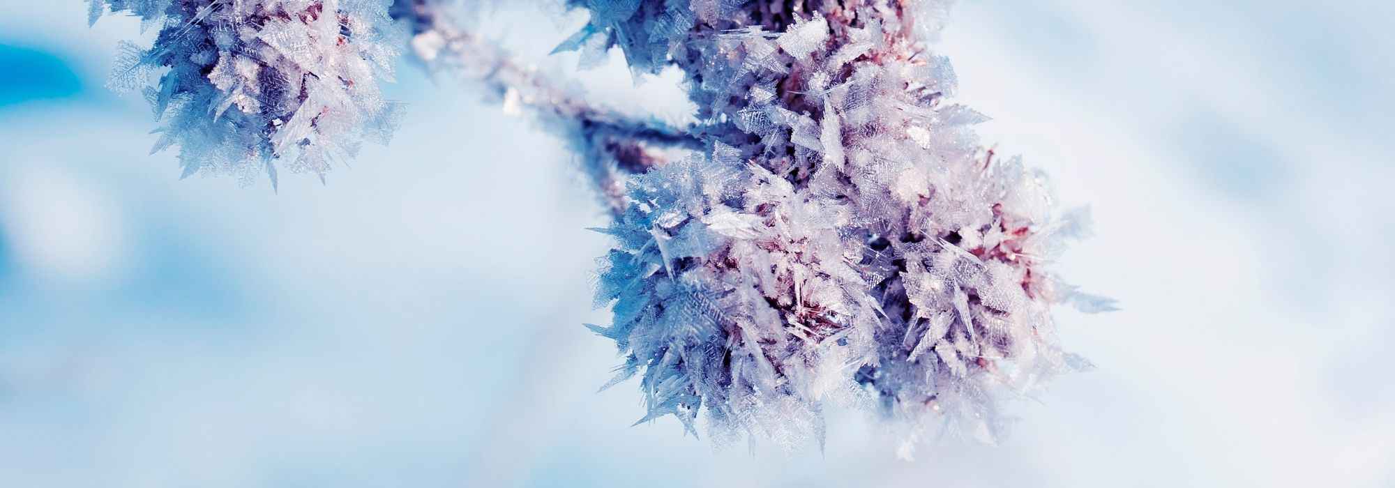 Vernalización: ¿Qué es?