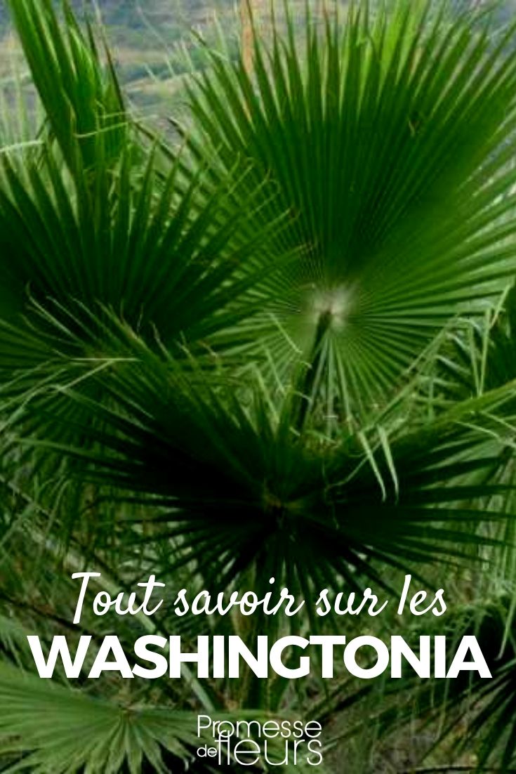 washingtonia palmera de méxico: plantación, cuidado
