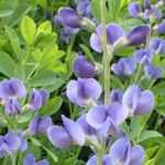 Baptisia: 7 ideas de asociaciones exitosas