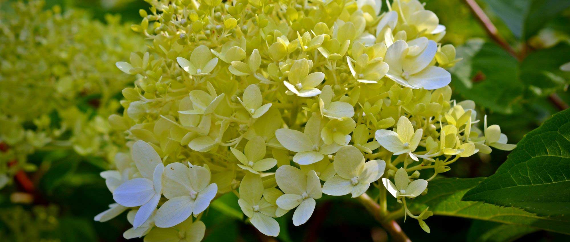 Hortensia en macetas: plantación y cuidados