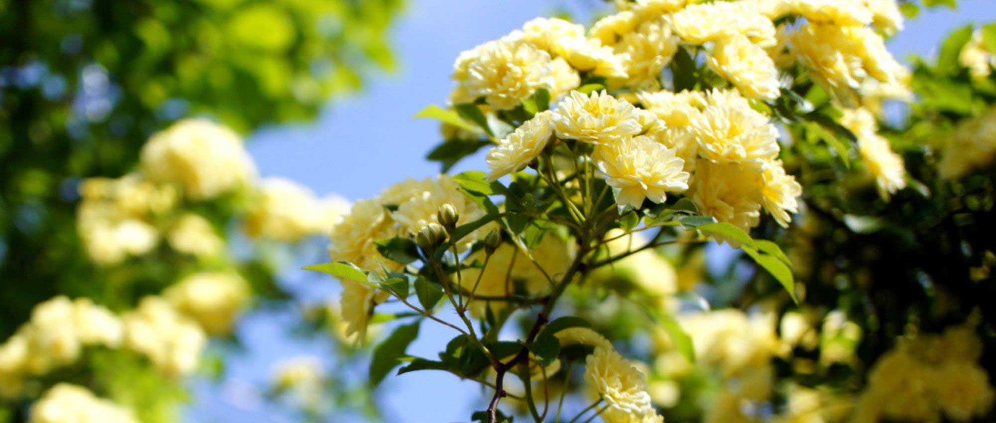 Rosales lianas: las 10 mejores variedades