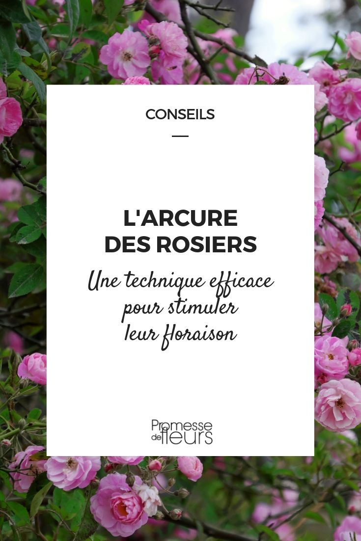 Arquear los rosales: cuándo y cómo