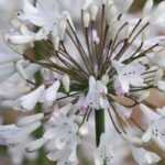 Lirio africano: 6 ideas de combinaciones exitosas