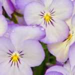 Bienales de otoño: 6 ideas de combinaciones acertadas