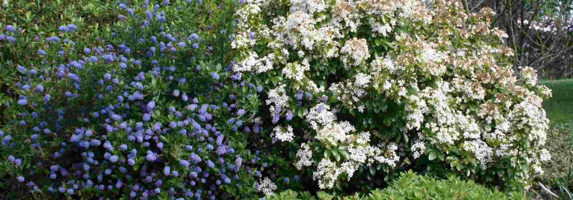 Ceanoto: 5 ideas de asociaciones exitosas