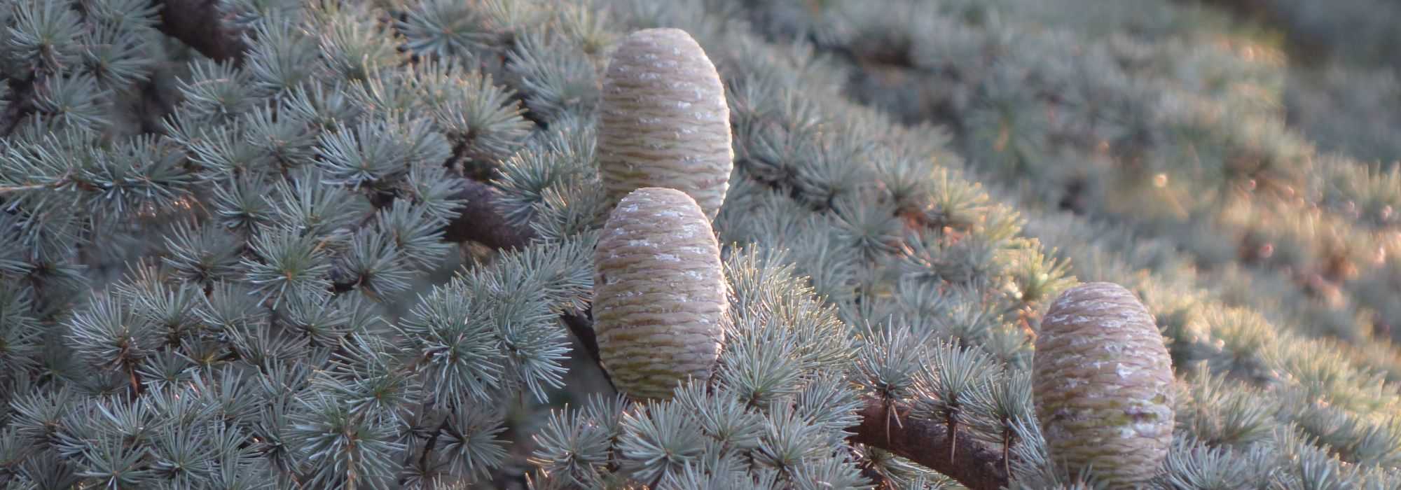 Cedro: plantar, podar y cuidar