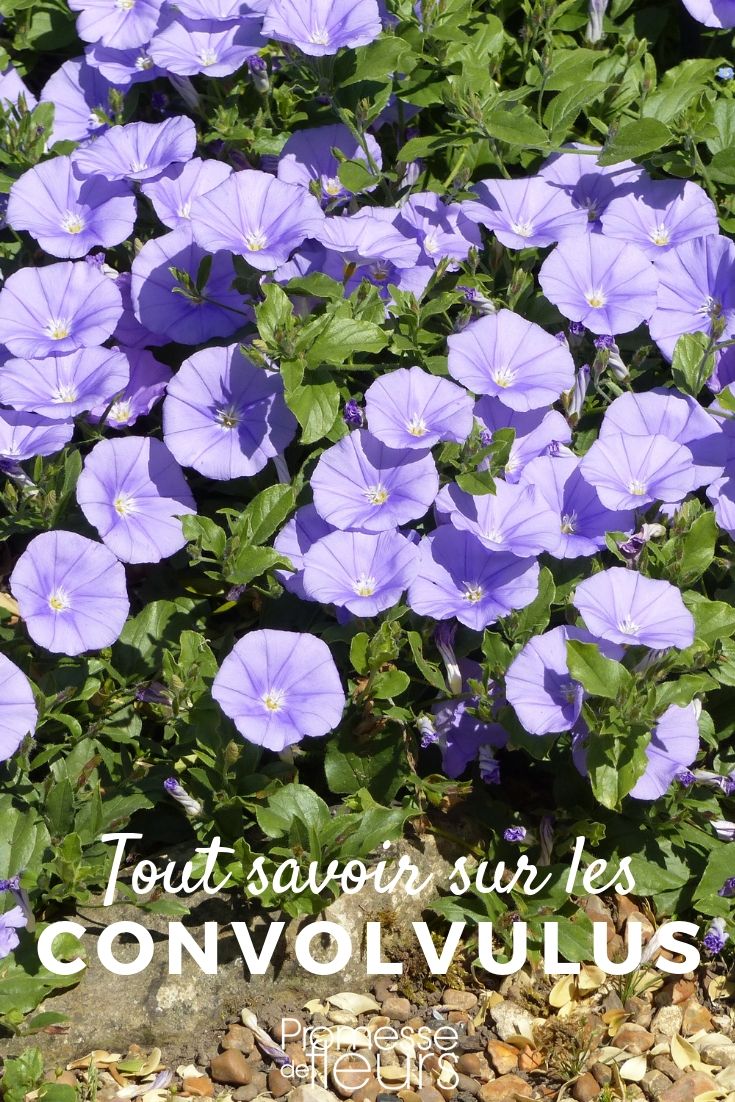 Lirio de ornamento: todo lo que necesitas saber