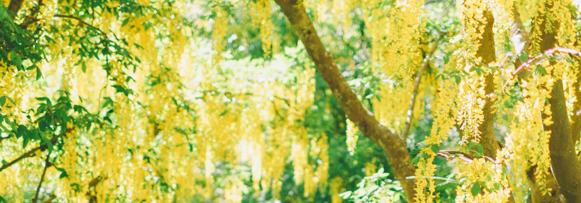 Laburno, Laburnum: plantar, podar y cuidar