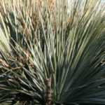 Dasylirion: plantar, cultivar y cuidar